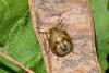 Peribalus strictus vernalis